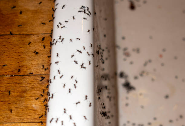 Best Wasp Removal Services  in Stlman Valley, IL