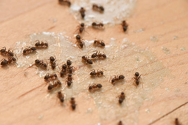 Best Pest Control Near Me  in Stlman Valley, IL